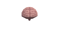 11_Brain