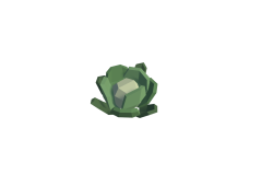 19_SM_Env_Plant_Cabbage_01