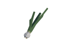 16_SM_Env_Plant_Onion_01